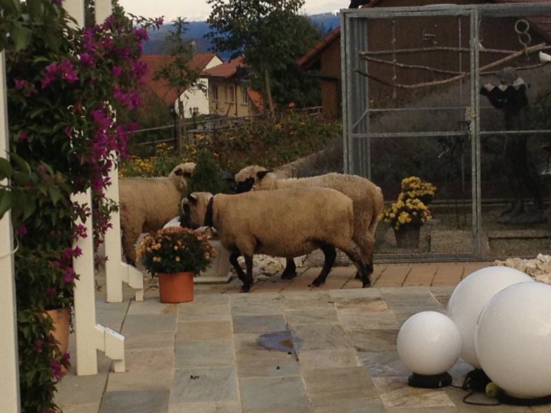 Rütimann's Schafe auf Schlossrütihof